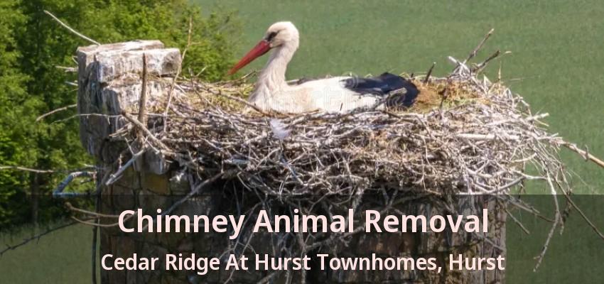 Chimney Animal Removal Cedar Ridge At Hurst Townhomes, Hurst - TX