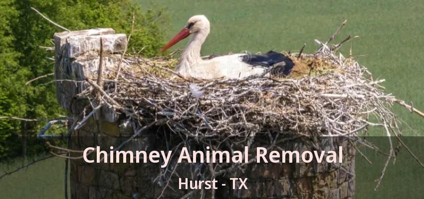 Chimney Animal Removal Hurst - TX