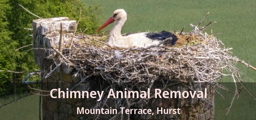 Chimney Animal Removal Mountain Terrace, Hurst - TX