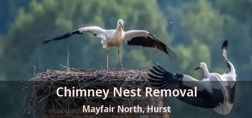 Chimney Nest Removal Mayfair North, Hurst - TX