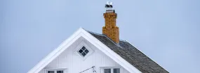 Chimney Nest Removal Reaves Park, Hurst